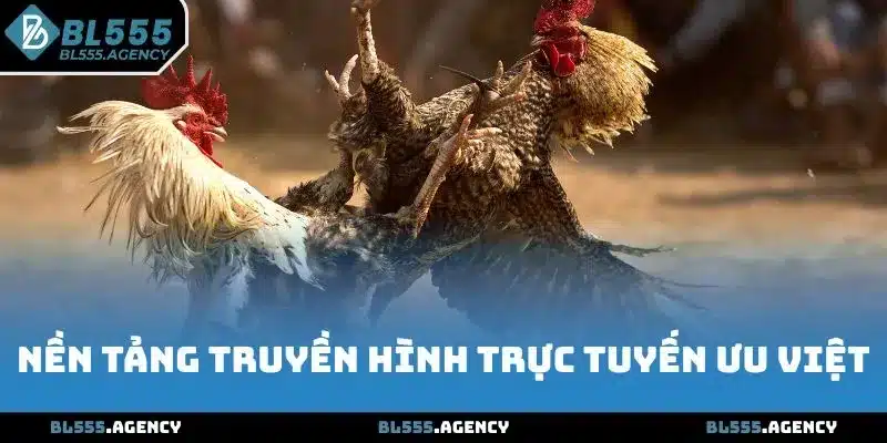 Nền tảng truyền hình đá gà BL555 trực tuyến ưu việt