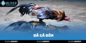 Đá Gà Đòn BL555 - Chọi Gà Đỉnh Cao Hấp Dẫn Năm 2025