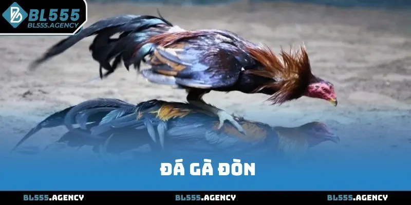 Đá Gà Đòn BL555 - Chọi Gà Đỉnh Cao Hấp Dẫn Năm 2025